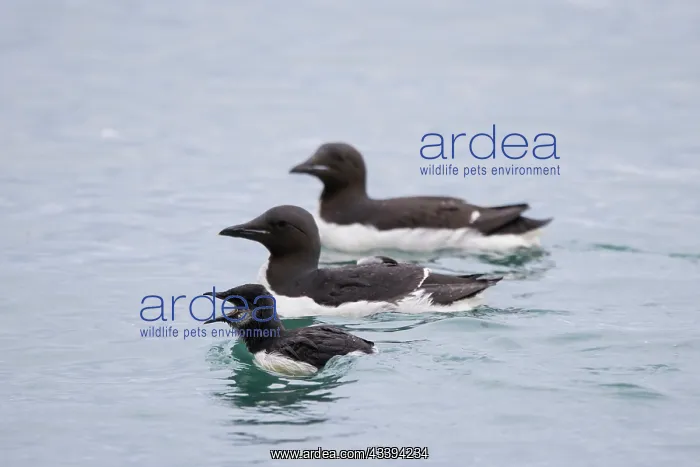 : Bruennichs Guillemot family : Bruennichs Guillemot family