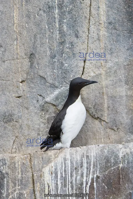  : Bruennichs Guillemot rock