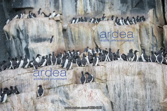 : Bruennichs Guillemot rock : Bruennichs Guillemot rock