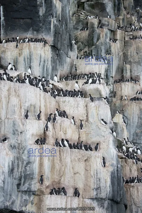 : Bruennichs Guillemot rock : Bruennichs Guillemot rock