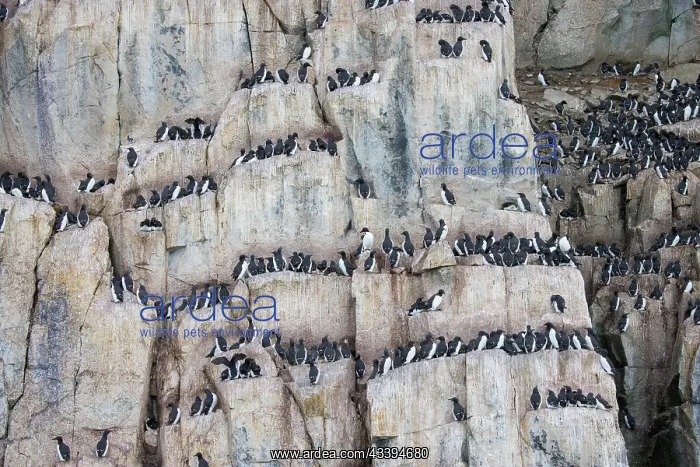  : Bruennichs Guillemot rock