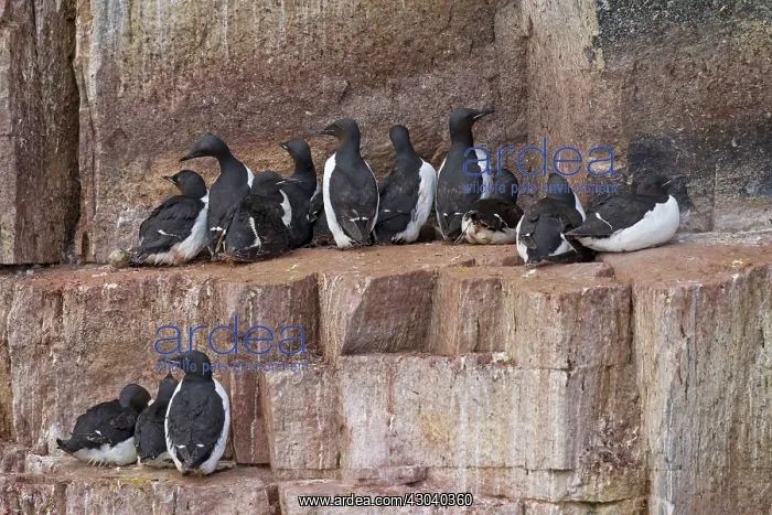 : Bruennichs Guillemot / Thick-billed Murre at : Bruennichs Guillemot / Thick-billed Murre at