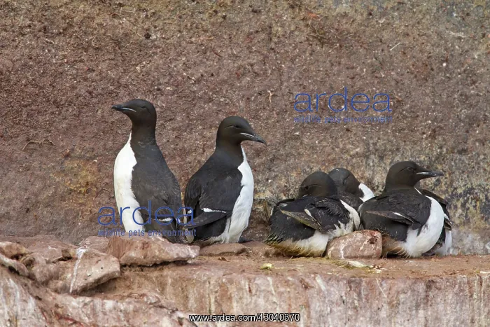 : Bruennichs Guillemot / Thick-billed Murre at : Bruennichs Guillemot / Thick-billed Murre at