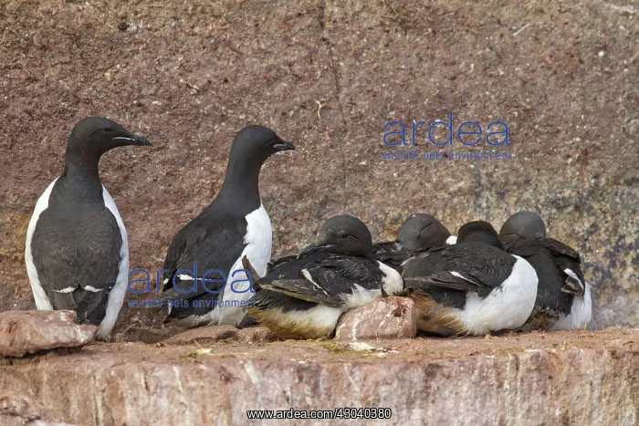 : Bruennichs Guillemot / Thick-billed Murre at : Bruennichs Guillemot / Thick-billed Murre at