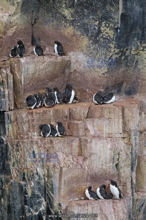 : Bruennichs Guillemot / Thick-billed Murre at : Bruennichs Guillemot / Thick-billed Murre at