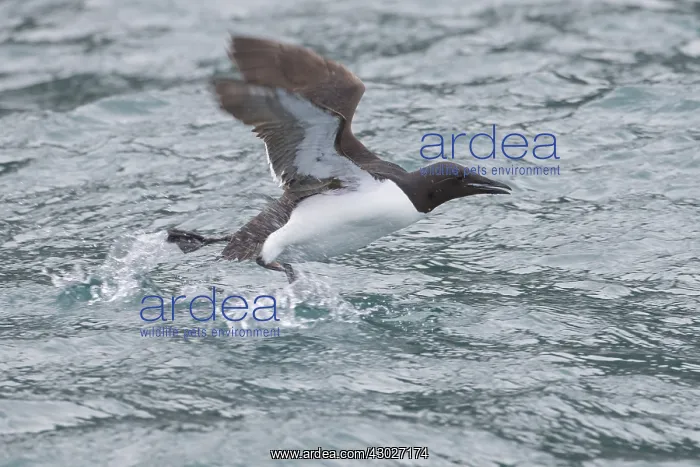 : Bruennichs Guillemot / Thick-billed Murre - adult : Bruennichs Guillemot / Thick-billed Murre - adult