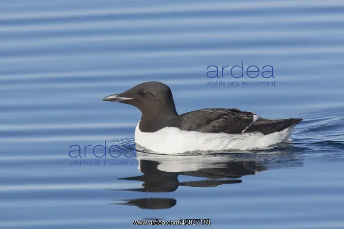  : Bruennichs Guillemot  /  Thick-billed Murre - adult