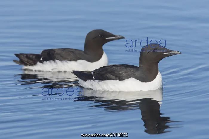 : Bruennichs Guillemot / Thick-billed Murre - adult : Bruennichs Guillemot / Thick-billed Murre - adult