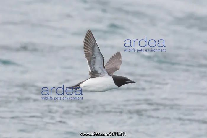 : Bruennichs Guillemot / Thick-billed Murre - adult : Bruennichs Guillemot / Thick-billed Murre - adult