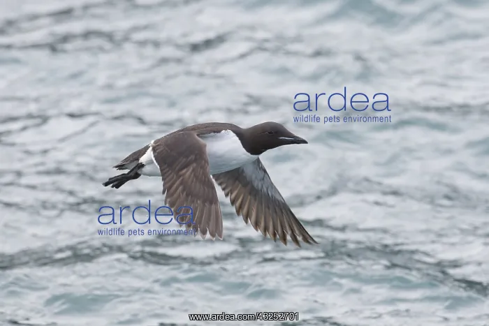 : Bruennichs Guillemot / Thick-billed Murre - adult : Bruennichs Guillemot / Thick-billed Murre - adult