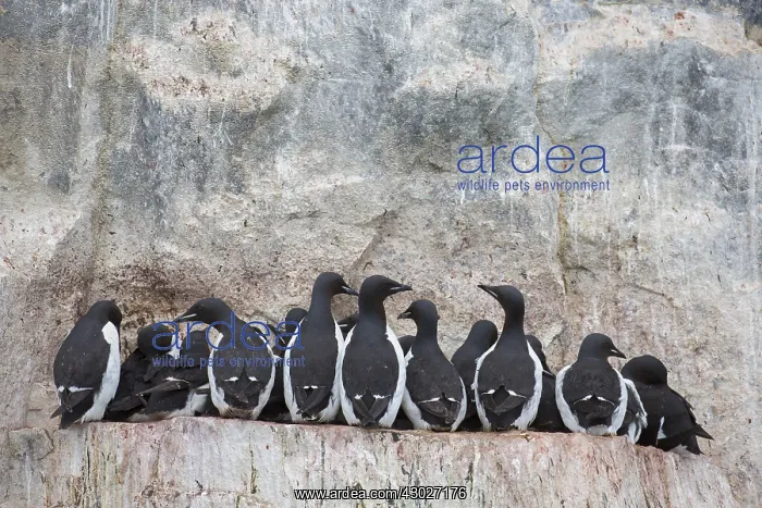: Bruennichs Guillemot / Thick-billed Murre - breeding : Bruennichs Guillemot / Thick-billed Murre - breeding