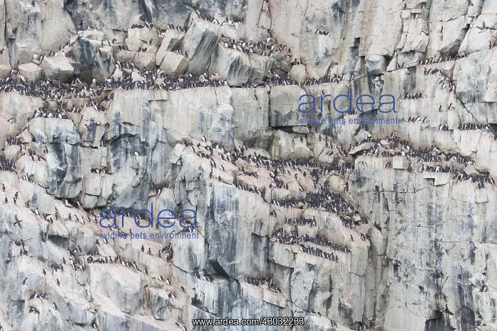 : Bruennichs Guillemot / Thick-billed Murre - breeding : Bruennichs Guillemot / Thick-billed Murre - breeding