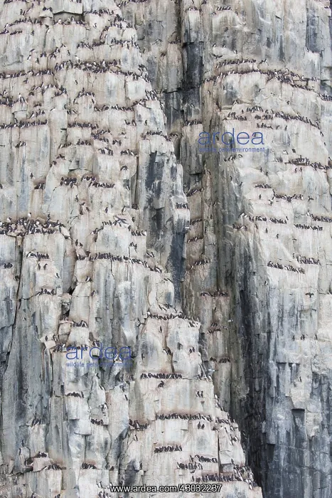 : Bruennichs Guillemot / Thick-billed Murre - breeding : Bruennichs Guillemot / Thick-billed Murre - breeding