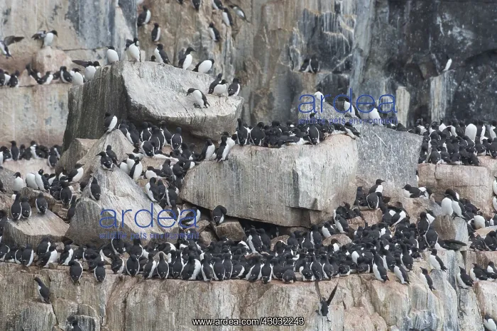: Bruennichs Guillemot / Thick-billed Murre - breeding : Bruennichs Guillemot / Thick-billed Murre - breeding