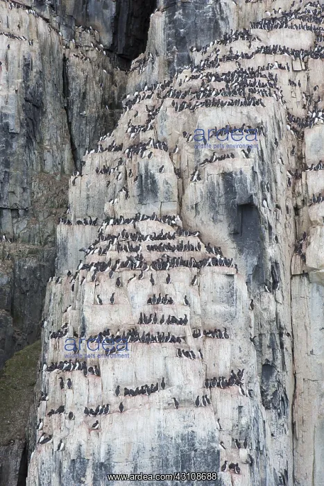 : Bruennichs Guillemot / Thick-billed Murre - breeding : Bruennichs Guillemot / Thick-billed Murre - breeding