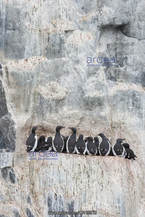  : Bruennichs Guillemot  /  Thick-billed Murre - breeding