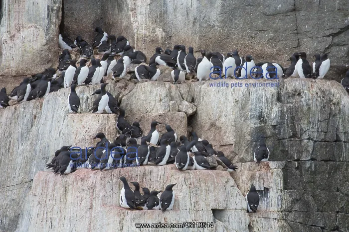 : Bruennichs Guillemot / Thick-billed Murre - breeding : Bruennichs Guillemot / Thick-billed Murre - breeding