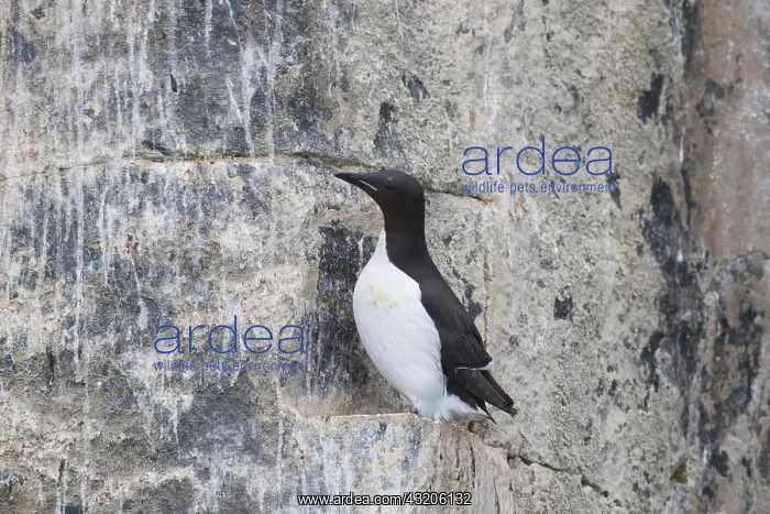 : Bruennichs Guillemot / Thick-billed Murre - breeding : Bruennichs Guillemot / Thick-billed Murre - breeding