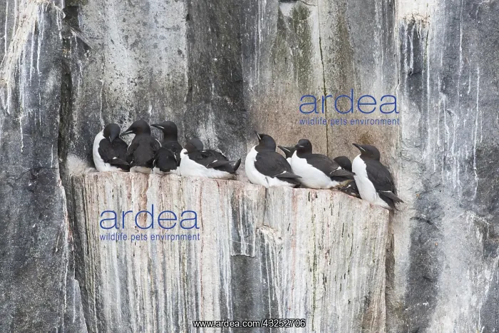 : Bruennichs Guillemot / Thick-billed Murre - breeding : Bruennichs Guillemot / Thick-billed Murre - breeding