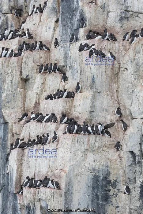 : Bruennichs Guillemot / Thick-billed Murre - breeding : Bruennichs Guillemot / Thick-billed Murre - breeding
