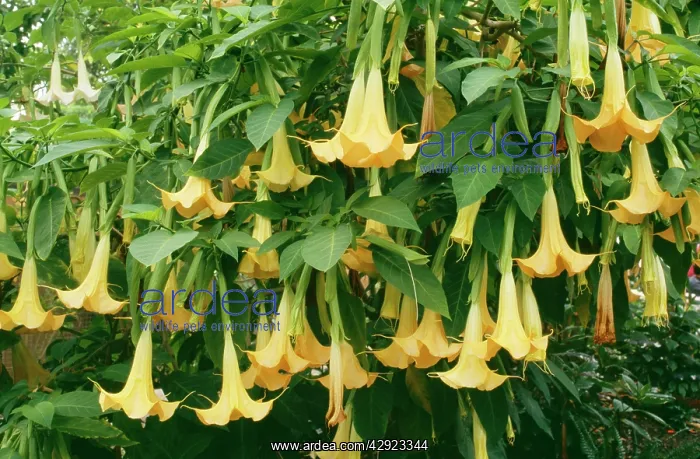 : Brugmansia / Angel Trumpet : Brugmansia / Angel Trumpet