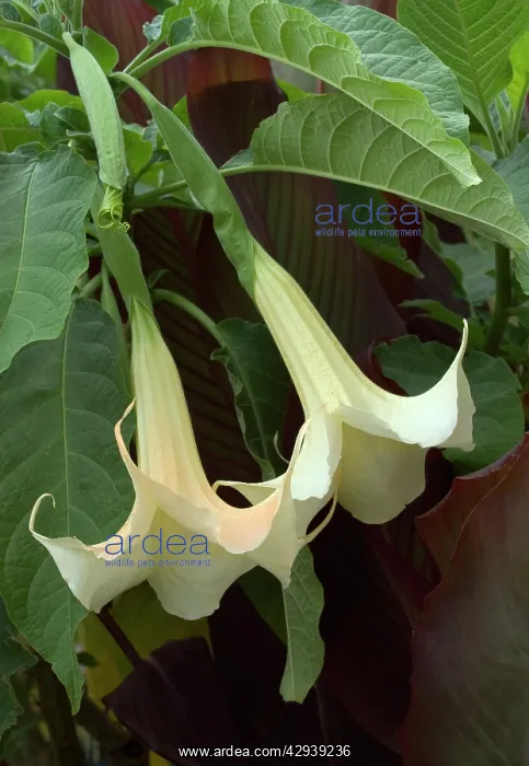 : Brugmansia / Datura x candida / AngelIs Trumpet : Brugmansia / Datura x candida / AngelIs Trumpet