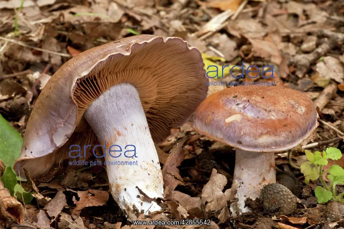 : Bruising Webcap - in old woodland : Bruising Webcap - in old woodland