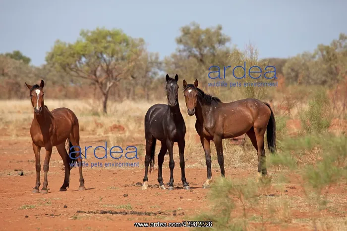 : Brumbies - feral horses : Brumbies - feral horses