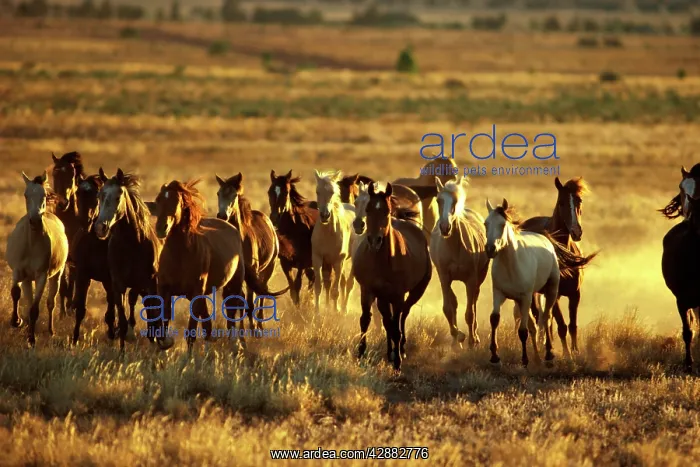 : Brumbies (Wild horses) : Brumbies (Wild horses)