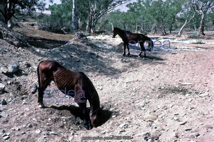 : Brumbies - wild horses digging for water in dried river bed : Brumbies - wild horses digging for water in dried river bed