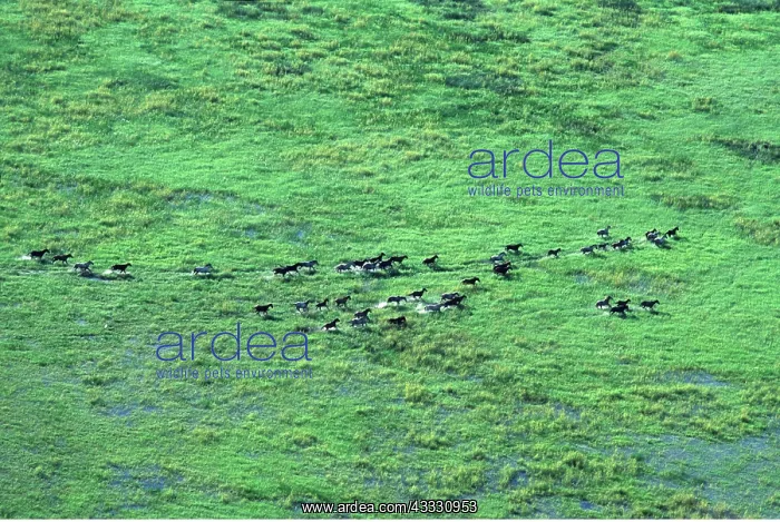 : BRUMBIES (WILD HORSES) - herd running, aerial view : BRUMBIES (WILD HORSES) - herd running, aerial view