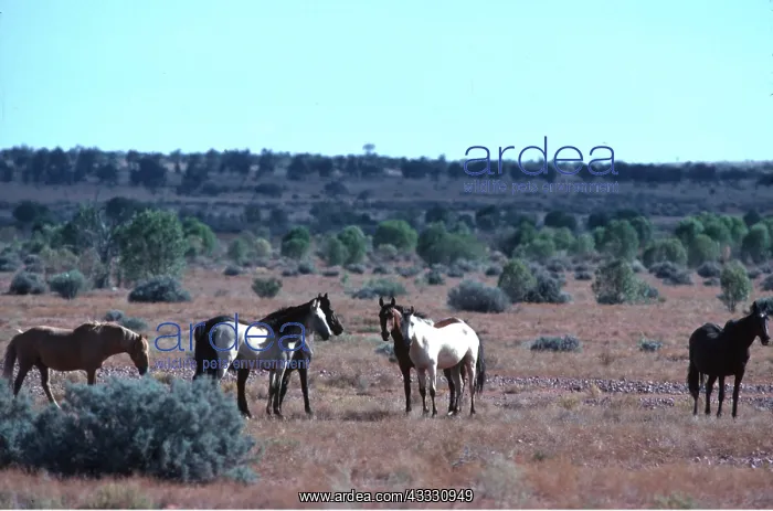 : BRUMBIES - wild horses x six : BRUMBIES - wild horses x six