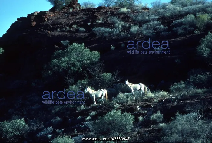 : BRUMBIES / wild horses - x two on hillside : BRUMBIES / wild horses - x two on hillside