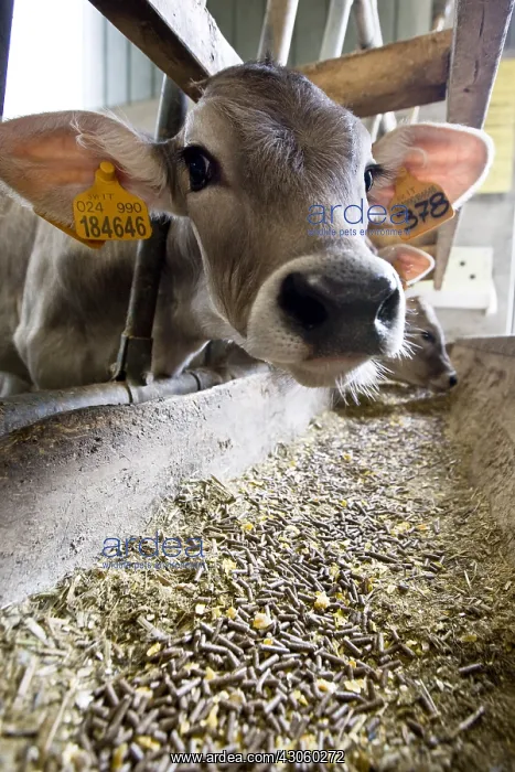 : Brune des Alpes calf in a feeding stall Italy : Brune des Alpes calf in a feeding stall Italy