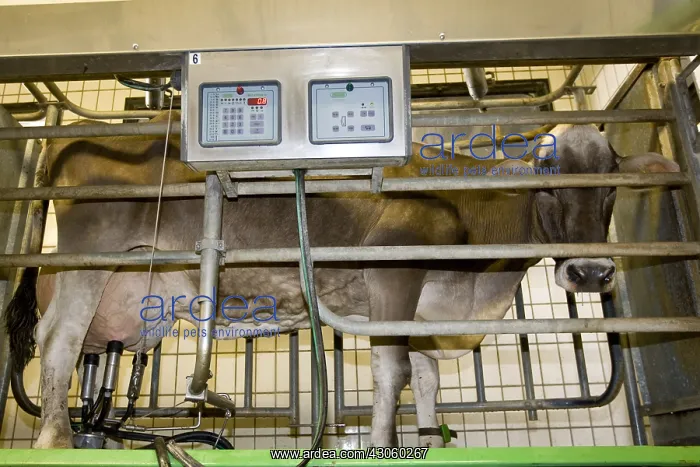 : Brune des Alpes cow in milking stall Italy : Brune des Alpes cow in milking stall Italy