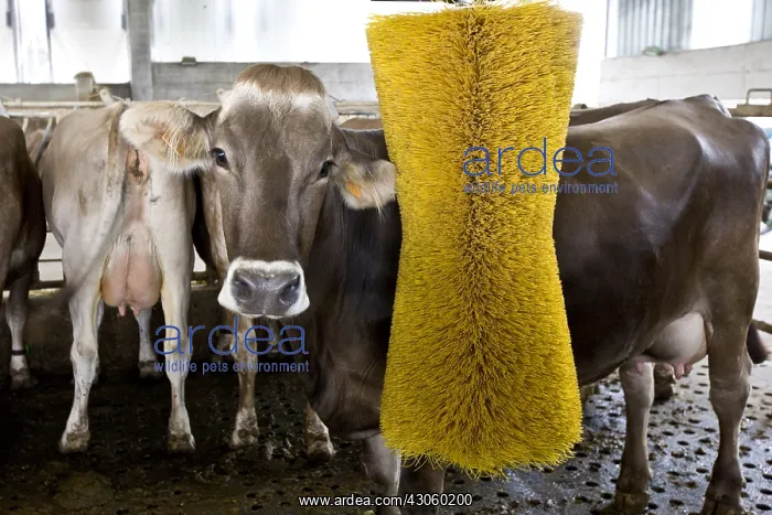 : Brune des Alpes cow behind sratching brush in a stalling : Brune des Alpes cow behind sratching brush in a stalling
