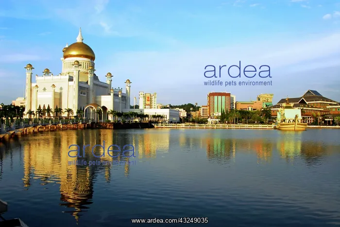 : Brunei, Bandar Seri Begawan. Sultan Omar : Brunei, Bandar Seri Begawan. Sultan Omar