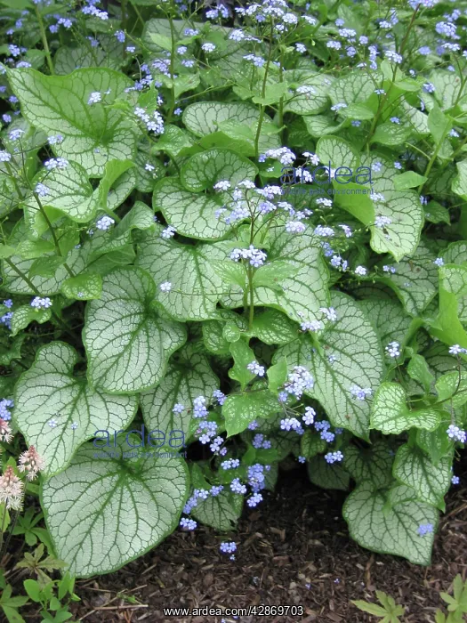 : Brunnera Varigated Flowers