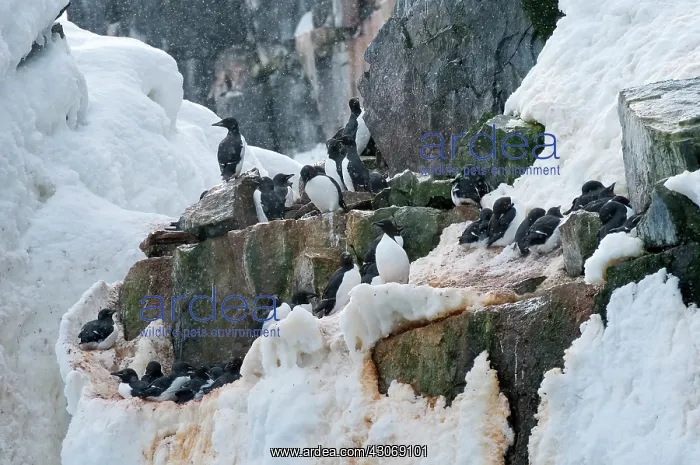 : Brunnich's Guillemot : Brunnich's Guillemot
