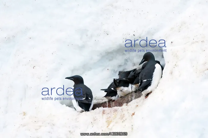 : Brunnich's Guillemot : Brunnich's Guillemot