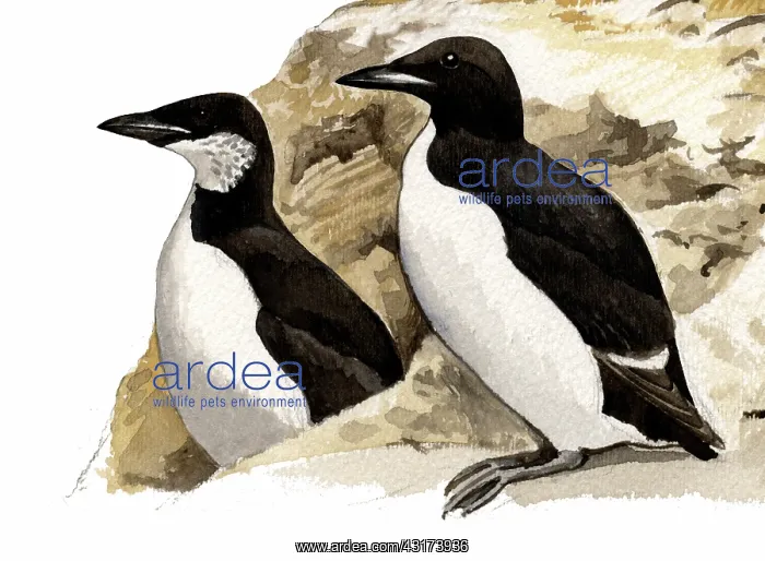 : Brunnich's Guillemot : Brunnich's Guillemot