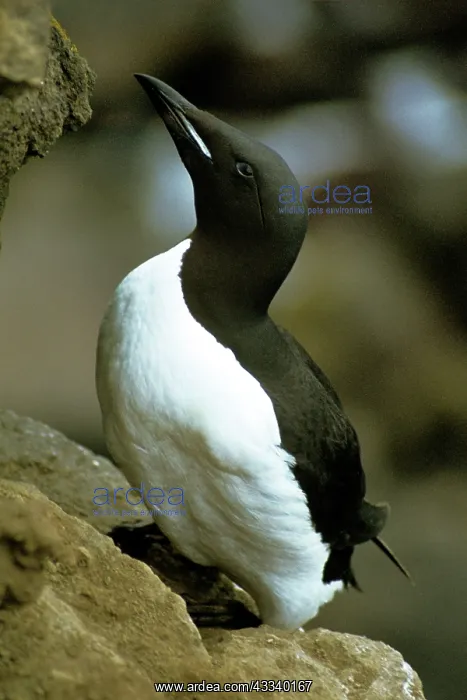 : BRUNNICH'S GUILLEMOT : BRUNNICH'S GUILLEMOT