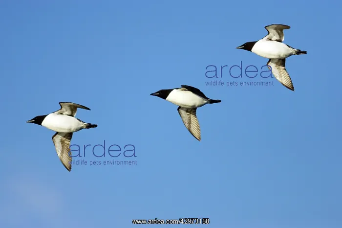  : Brunnich's Guillemot - In flight