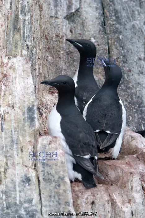 : Brunnich's Guillemot / Thick-billed Murre - three : Brunnich's Guillemot / Thick-billed Murre - three