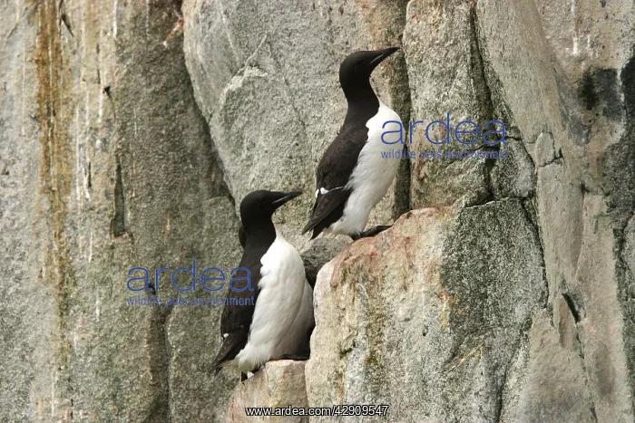 : Brunnich's Guillemot / Thick-billed Murre - two : Brunnich's Guillemot / Thick-billed Murre - two