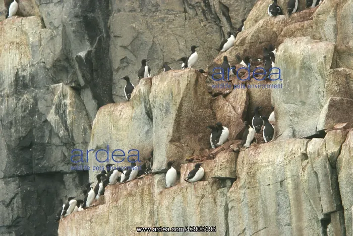 : Brunnich's Guillemot / Thick-billed Murre - colony : Brunnich's Guillemot / Thick-billed Murre - colony