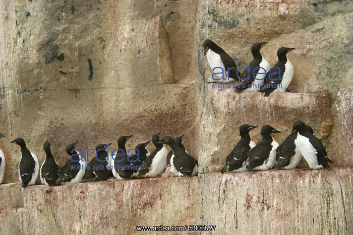 : Brunnich's Guillemot / Thick-billed Murre - colony : Brunnich's Guillemot / Thick-billed Murre - colony