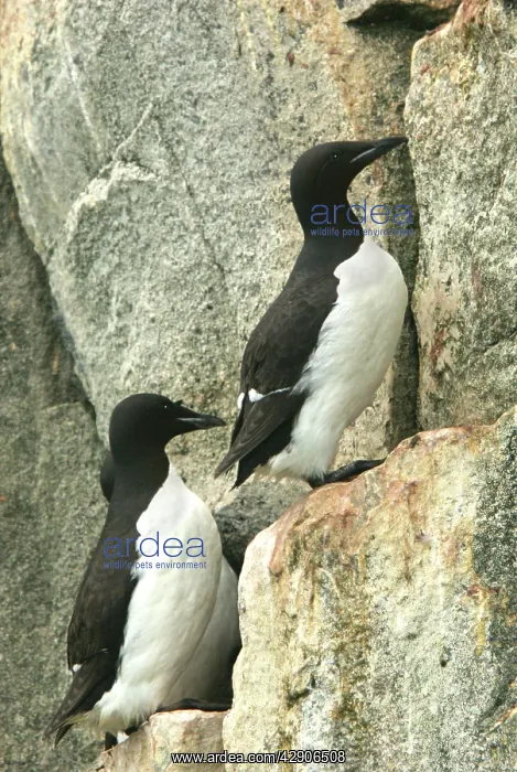 : Brunnich's Guillemot / Thick-billed Murre - group : Brunnich's Guillemot / Thick-billed Murre - group