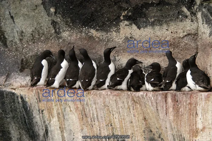 : Brunnich's Guillemot / Thick-billed Murre - group : Brunnich's Guillemot / Thick-billed Murre - group