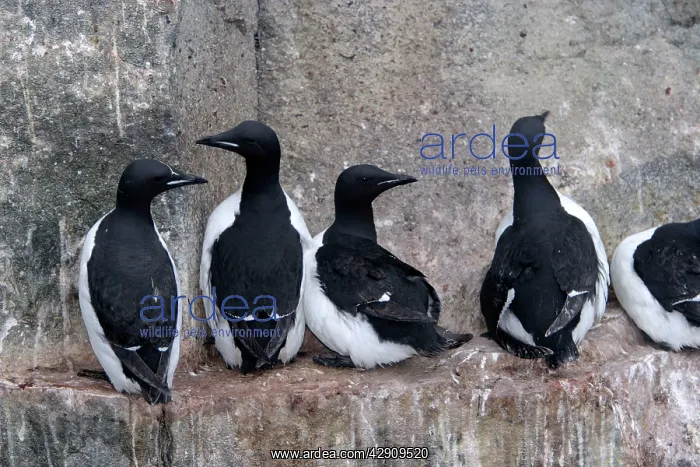 : Brunnich's Guillemot / Thick-billed Murre - group : Brunnich's Guillemot / Thick-billed Murre - group